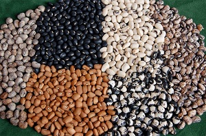 AbbyQuillenSeeds.jpg